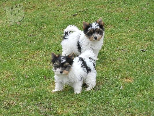    αρσενικά και θηλυκά κουτάβια biewer yorkshire terrier